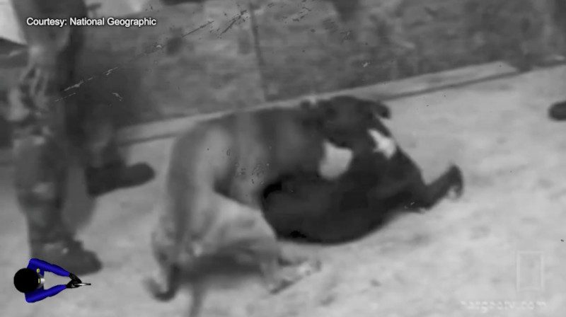 dogfighting law-enforcement-training